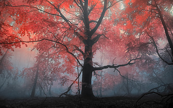*** Autumn tree ***, autumn, nature, tree, fall HD wallpaper