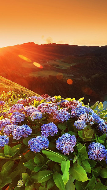 Azores landscape, Nature's masterpiece, Tranquil scenery, Beautiful nature HD phone wallpaper
