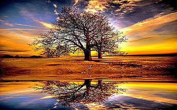 Golden Sunset, mirror, golden, reflection, 3d, abstract, cg, clouds, trees, sky, water, sun, sunset HD wallpaper