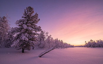 Frosty Sunrise, holidays, Sunrise, christmas, eve, Frosty HD wallpaper