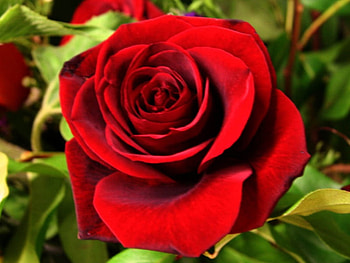 Rose, pretty, red, nature, flowers HD wallpaper