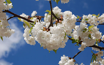 Flowers, Sky, Leaves, Branches, Bloom, Flowering, Spring, Mood, Snow-White, Crisp White HD wallpaper