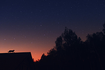 Stars, Dark, Silhouette, Cat, Pet, Roof HD wallpaper