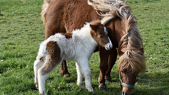 Brown Horse And White Foal Are Standing In Grass Field Horse HD wallpaper