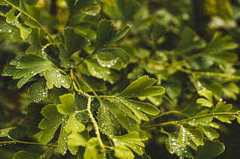 Ginkgo biloba test, Empfehlungen, Botanikmeister HD wallpaper