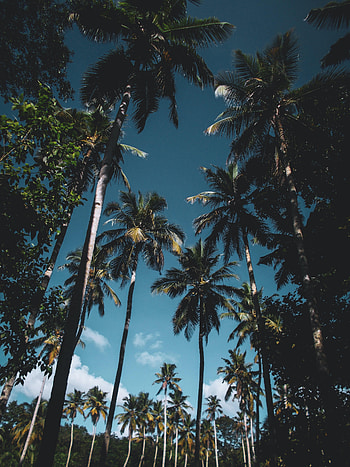 Nature, Trees, Leaves, Palms, Tropical HD phone wallpaper