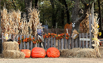 Welcome to the Pumpkin Patch, Harvests, Pumpkins, Fall, Nature, Landscapes, Autumn HD wallpaper