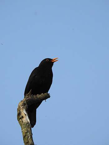 Animals, Sky, Bird, Log, Thrush HD phone wallpaper