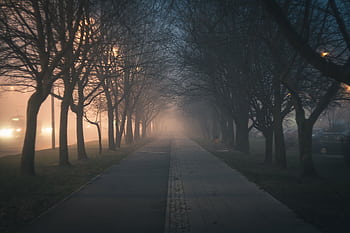 A foggy evening street with a tree-lined walkway and glowing street lights. HD wallpaper