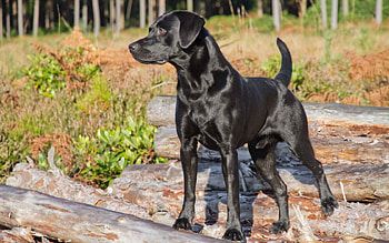 Animals, Forest, Dog, Friend, Logs HD wallpaper
