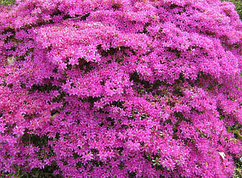 Flowers, Bush, Bloom, Flowering, Handsomely, It's Beautiful, Azalea HD wallpaper