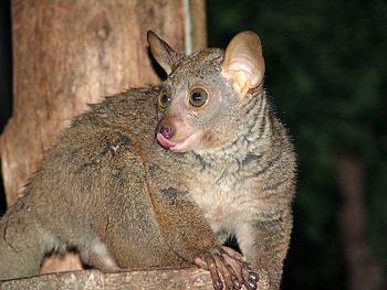 Bush Baby (Galago), Bushbaby's feast, Stilts backpackers, African wildlife HD wallpaper