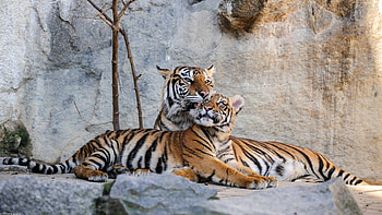 Tigers, animal, big, tiger, tigru, couple, germany, cat HD wallpaper