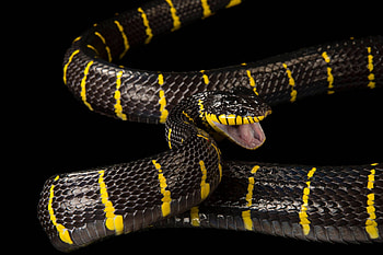 Boiga snake, Animals species, Joel Sartore, Wildlife graphy HD wallpaper