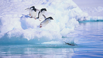 Antarctica, Travel, South Georgia, Visit HD wallpaper