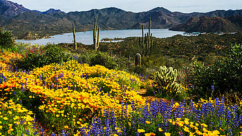 An Explosion Of Spring Color In The Sonoran Desert, flowers, Arizona, blossoms, hills, USA, landscape HD wallpaper