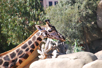 Animals, Muzzle, Spotty, Spotted, Giraffe HD wallpaper