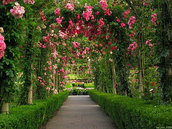 Rose Archway, archway, pink, flowers, roses HD wallpaper