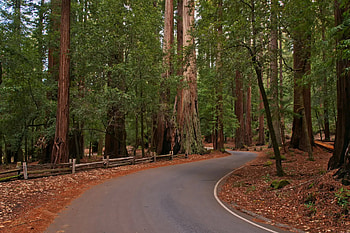 Redwood National Park, Coastal giants, Northern California wonder, Majestic forests HD wallpaper