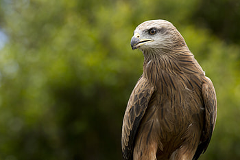 Animals, Feather, Beak, Predator, Eagle HD wallpaper
