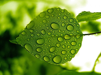 Background, Leaves, Drops HD wallpaper
