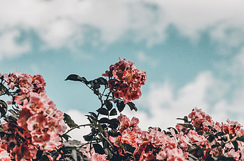 Flowers, Sky, Bush, Bloom, Flowering HD wallpaper