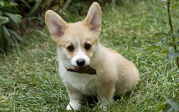 Dog, Animals, Grass, Autumn, Sheet, Leaf, Puppy HD wallpaper