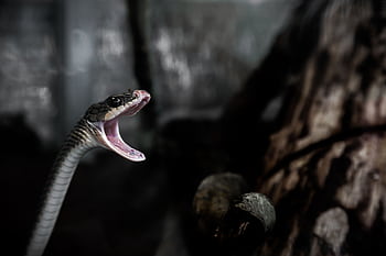 Dramatic close-up of a snake with open mouth in a dark, forest-like setting. HD wallpaper