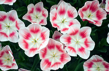 Flowers, Tulips, Flower Bed, Flowerbed, Disbanded, Loose, Bicolor, Two-Colored HD wallpaper