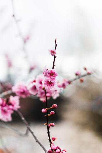 Flowers, Pink, Branch, Buds HD phone wallpaper
