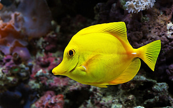 Animals, Beautiful, Underwater World, To Swim, Swim, Fish, Under Water, Underwater HD wallpaper