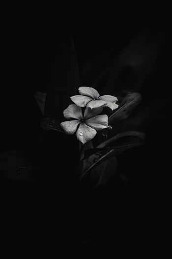 Elegant black and white flower with water droplets on petals in a dark background. HD phone wallpaper