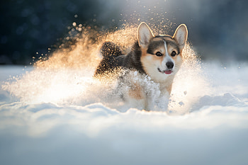 Tricolour, Corgis HD wallpaper