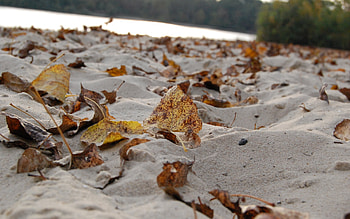 Background, Autumn, Leaves, Beach, Sand HD wallpaper