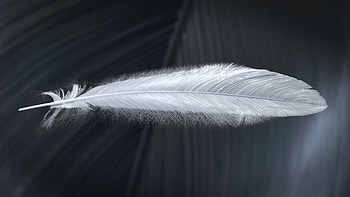 Hair texture surface, Olivier Lau, Feather edition, Substance Designer HD wallpaper