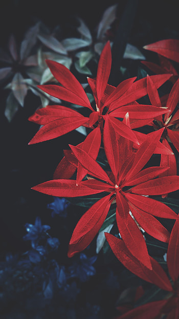 Leaves, Plant, Dark HD phone wallpaper