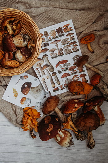 Collection of wild mushrooms with identification guides on a rustic fabric setting - perfect for autumn themes. HD phone wallpaper
