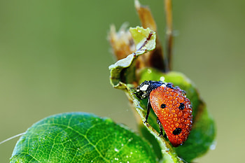 Grass, Drops, Macro, Wet, Ladybug, Ladybird, Dew, Humid HD wallpaper