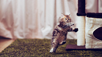 Animals, Fluffy, Kitty, Kitten, Room, Bounce, Jump, Run, Run Away, Pose HD wallpaper