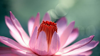 Pink, Flower, Macro, Petals, Bud HD wallpaper