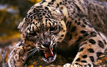 Angry jaguar, cats, angry, big, jaguar HD wallpaper
