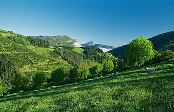 Green Mountain, grass, sheep, slope, mountain HD wallpaper
