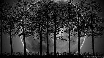 Dark Forest With Moon , Dark Forest Laptop HD wallpaper