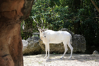 Fiche descriptive complte, Instinct animal, Descriptive avec , Addax HD wallpaper