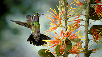 Hummingbird, Animal, Bird, Flower, Birds HD wallpaper