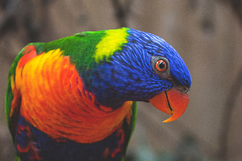 Animals, Parrots, Bird, Multicolored, Motley, Multicolor Lorikeet, Multi-Colored Loriket HD wallpaper