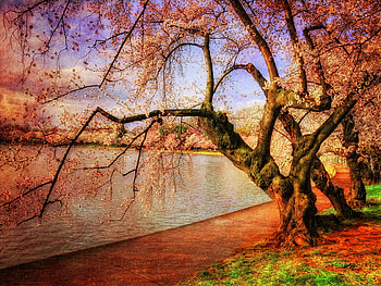 Cherry blossoms over the water, cherry, over, blossoms, beautiful, nature, spring, water, tree HD wallpaper