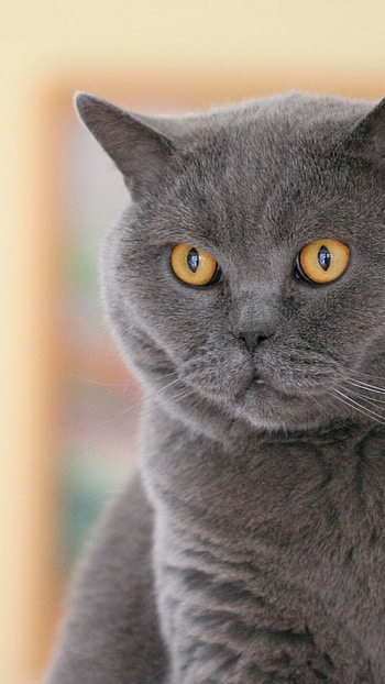 British Cat, Fluffy , collection, Xperia exclusive HD phone wallpaper