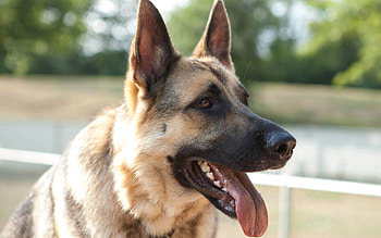 Animals, Dog, Protruding Tongue, Tongue Stuck Out, Tired HD wallpaper