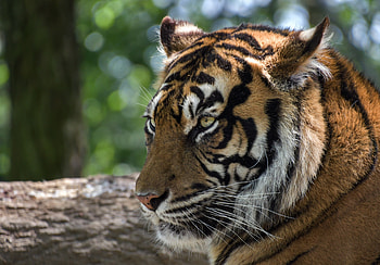 Tiger, furious, animal, muzzle HD wallpaper